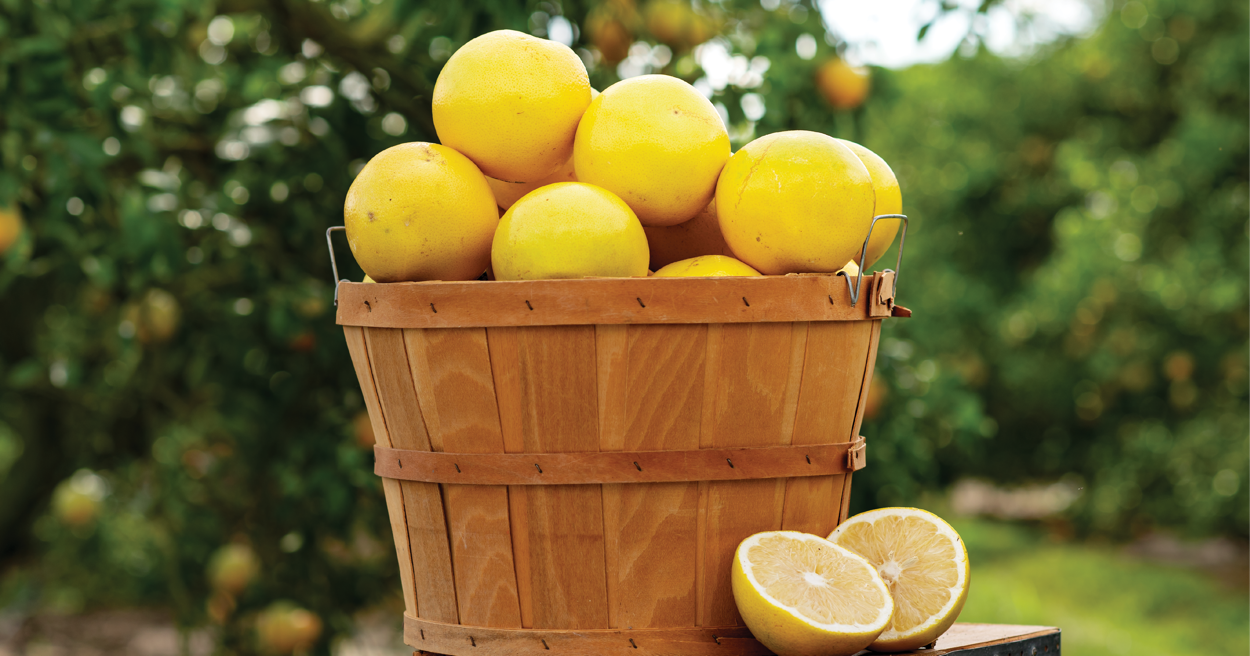 scott citrus hero images-02 copy