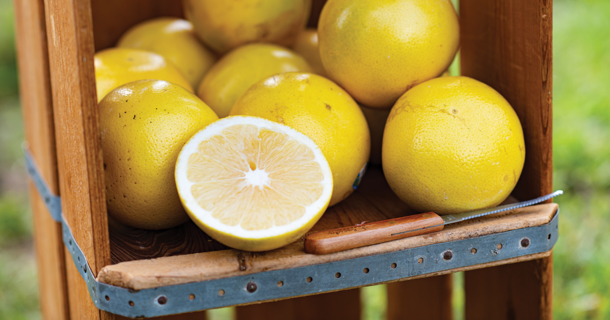 scott citrus hero images-03 copy