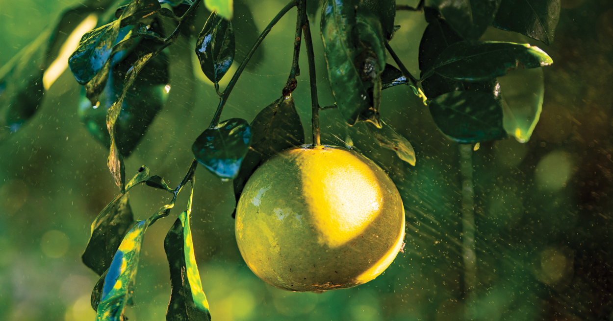 scott citrus hero images-05 copy