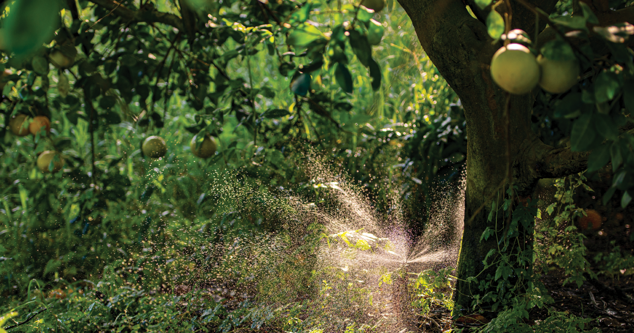 scott citrus hero images-09 copy